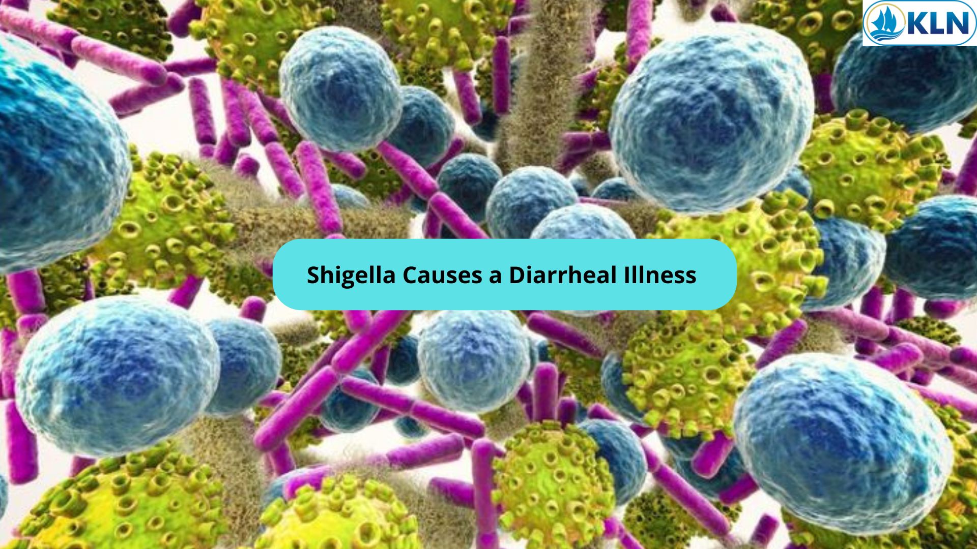 Shigella Causes a Diarrheal Illness 